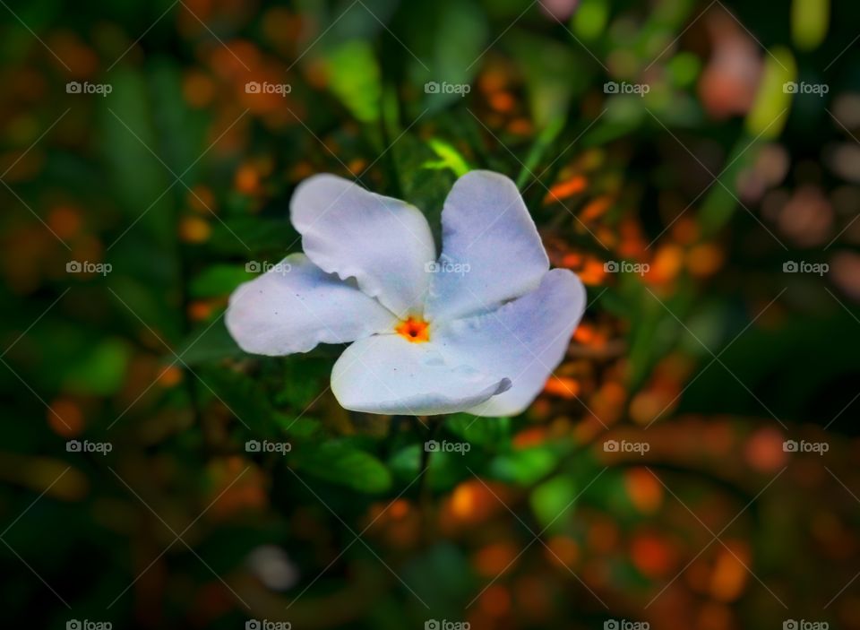 white flower normal edit