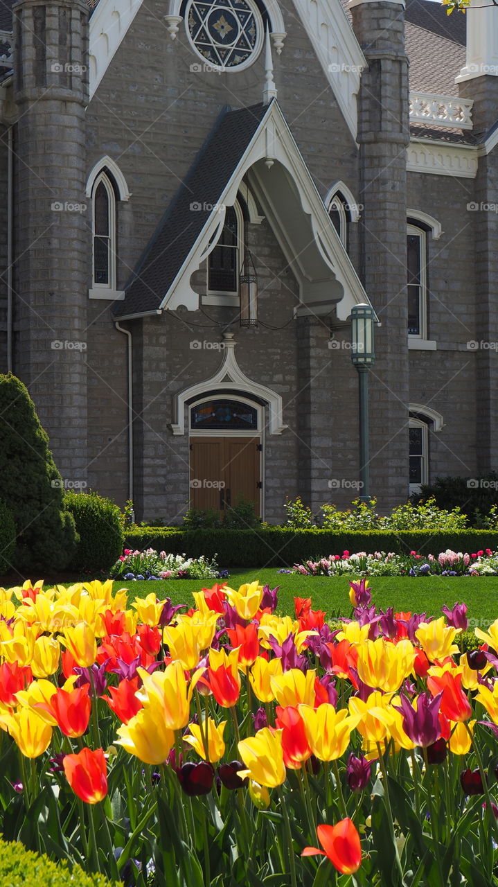 Tulip Flowers garden. Tulip flowers on what it could be a house or a mormon temple facility