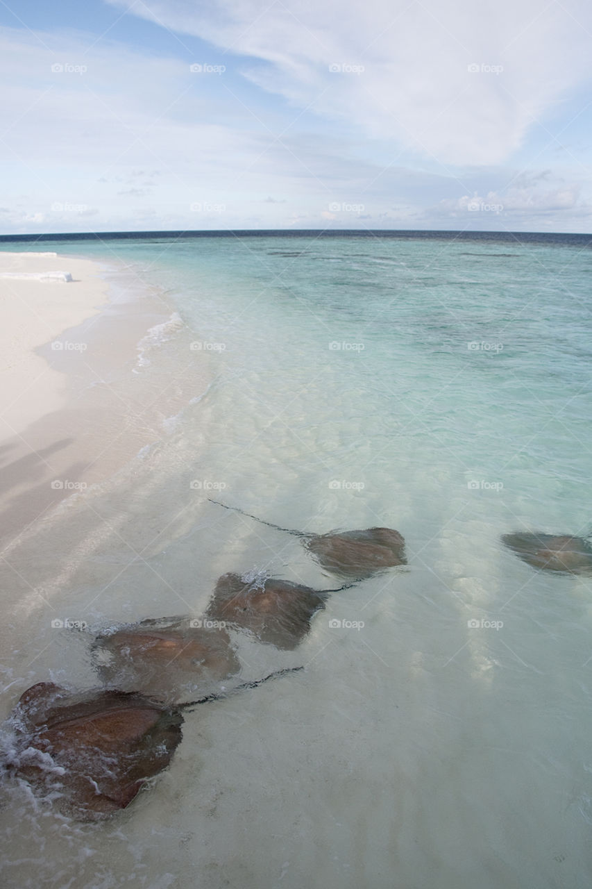 Rays in the Maldives