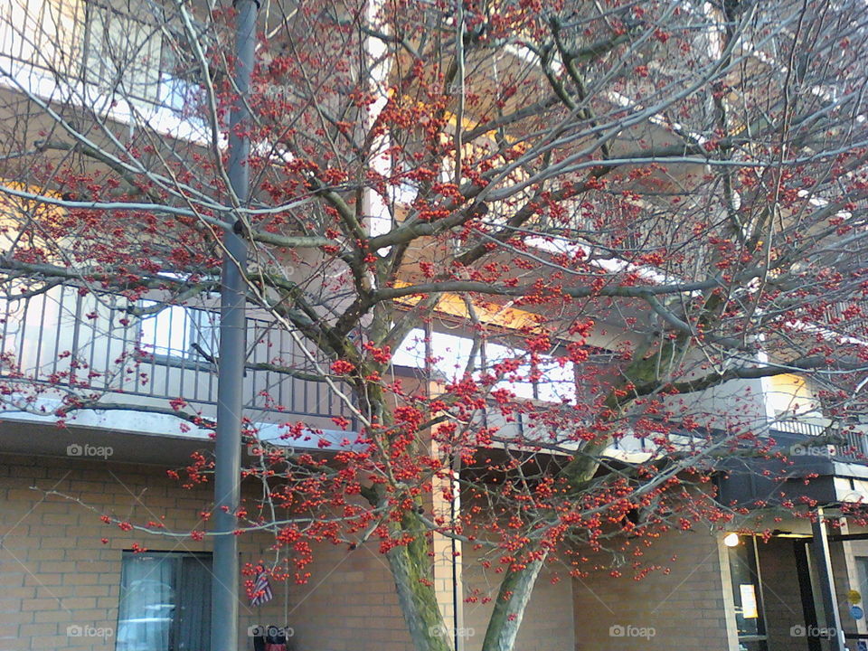 Red berries on leafless tree