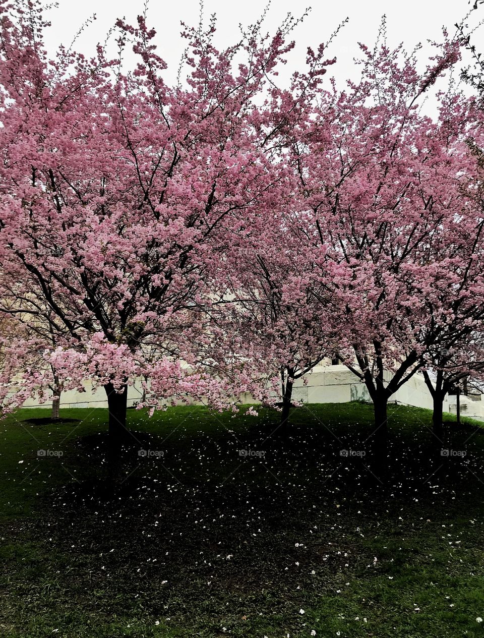 Tree blossoms