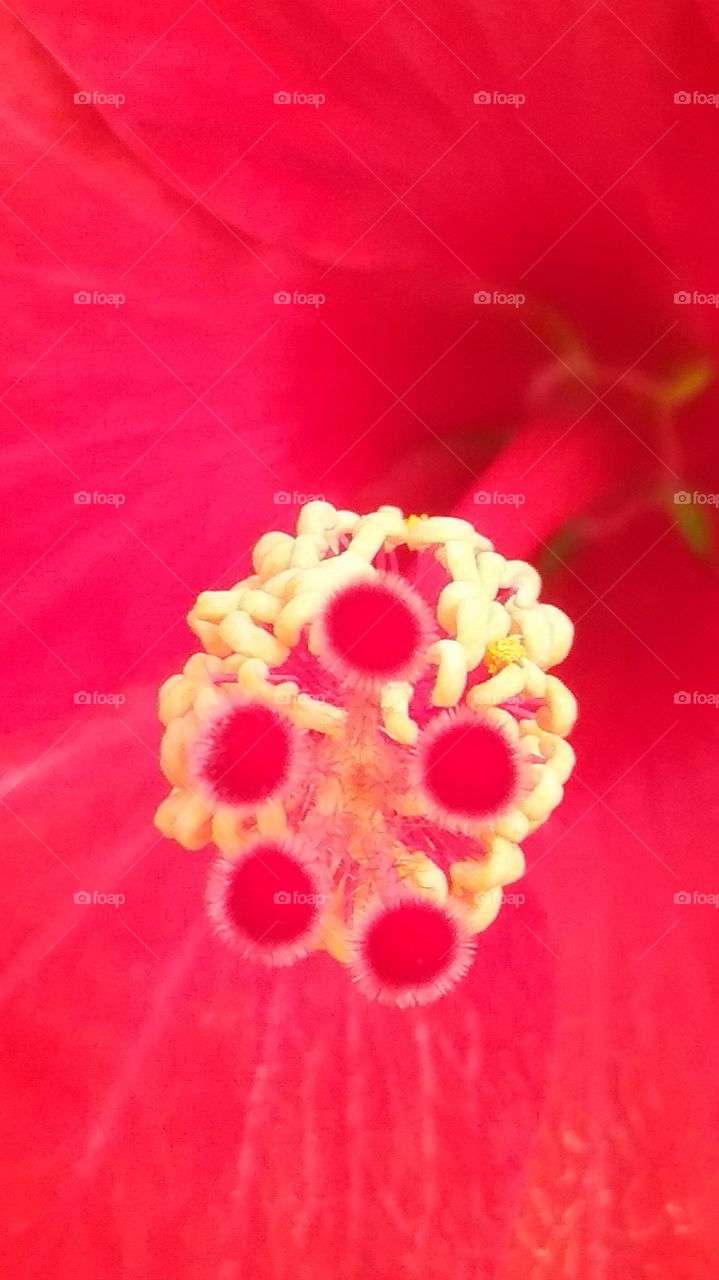 Hibiscus flower closeup