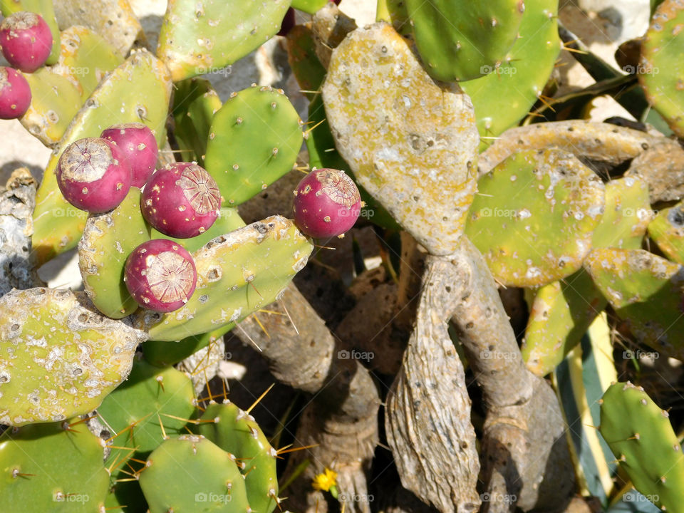 thorny plants