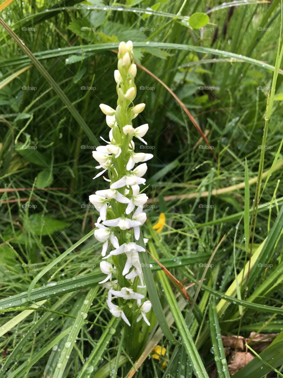 White Bog Orchid, Kodiak, Alaska 