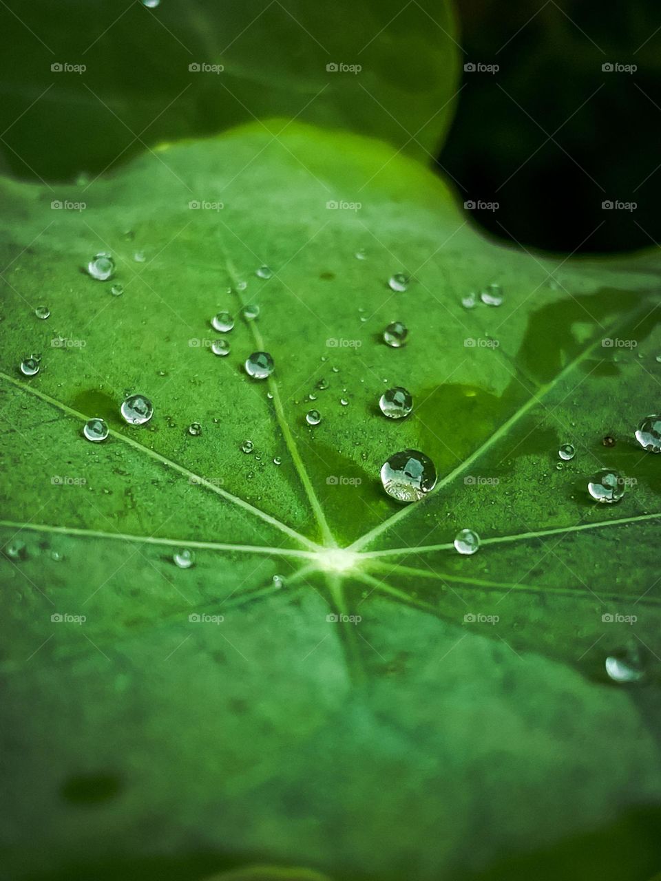 Water drops droplets leaf pellet center rainfall nature outdoors phone photo photography no people green