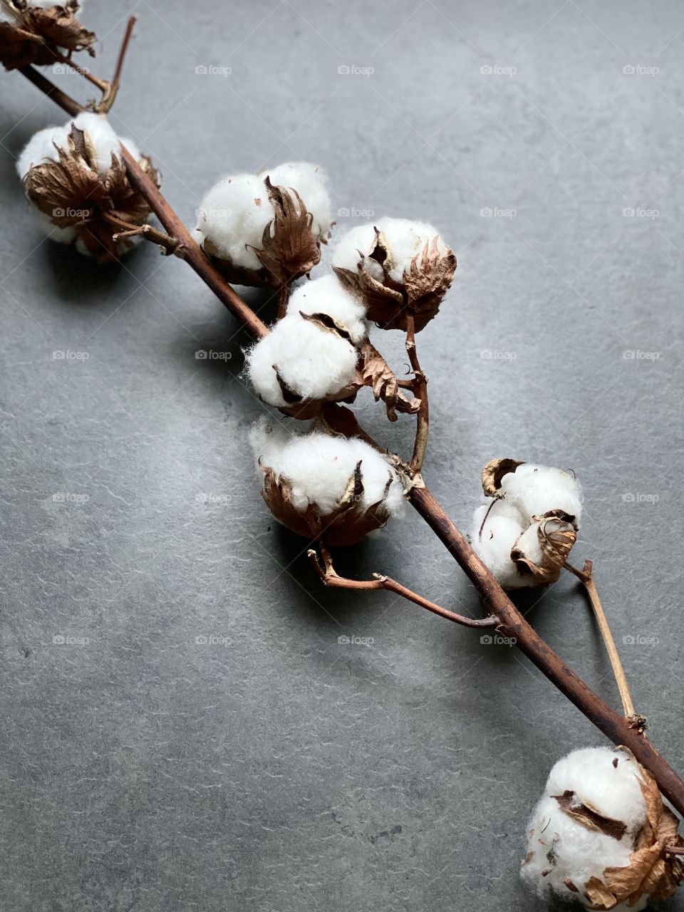 Cotton