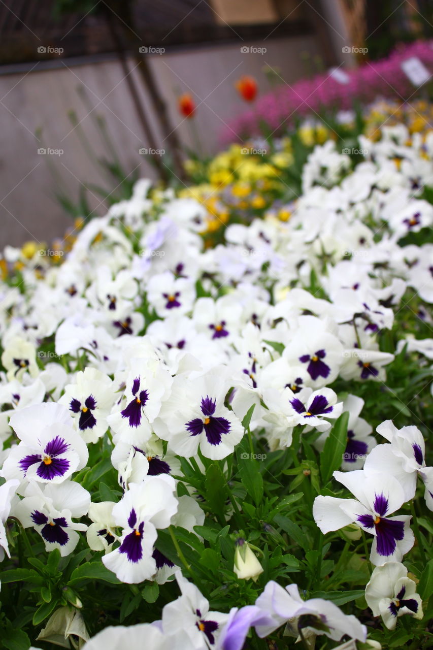 weiße Stiefmütterchen