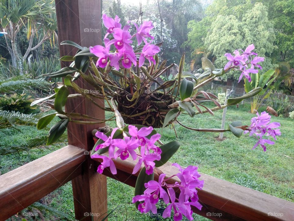 orchids
orquídeas