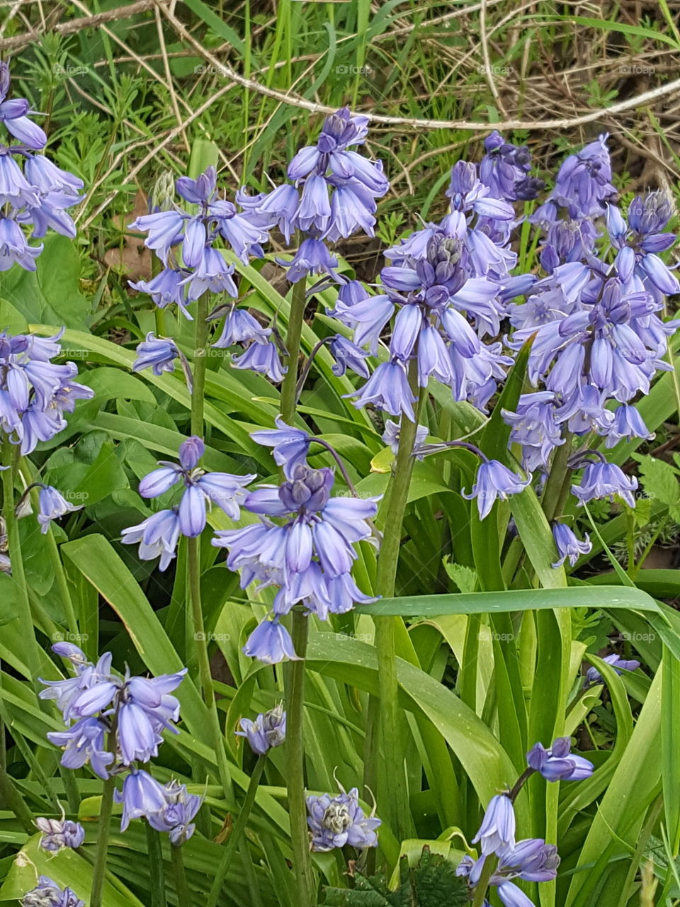 blue bells