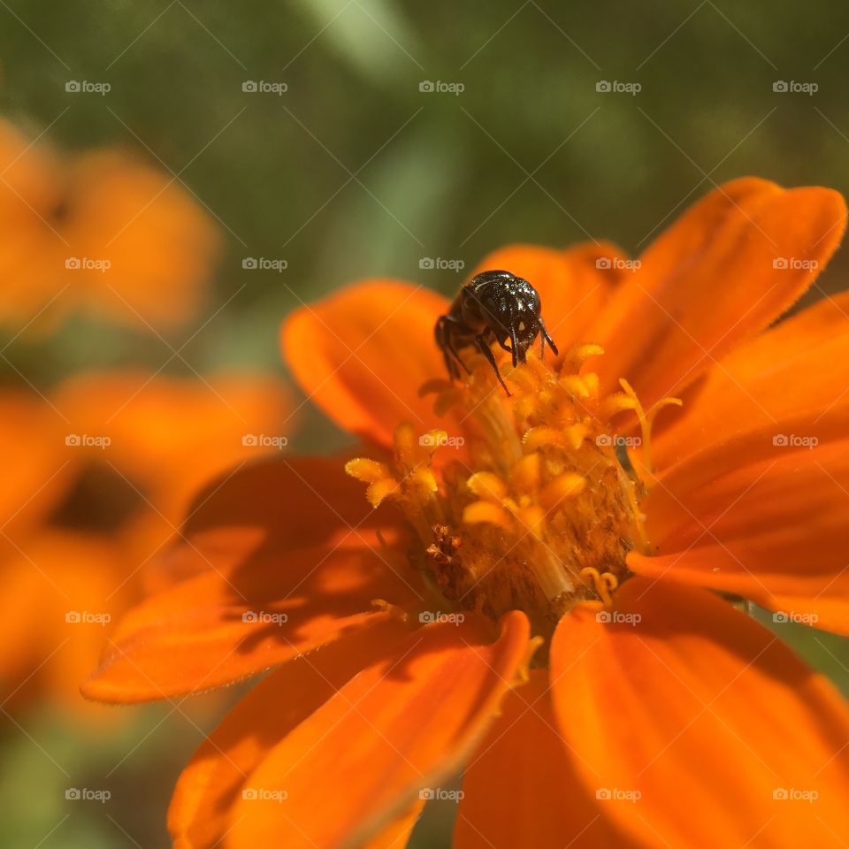 Stingless bee sucking up honey