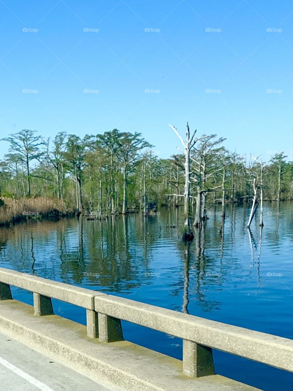 Cypress swamp