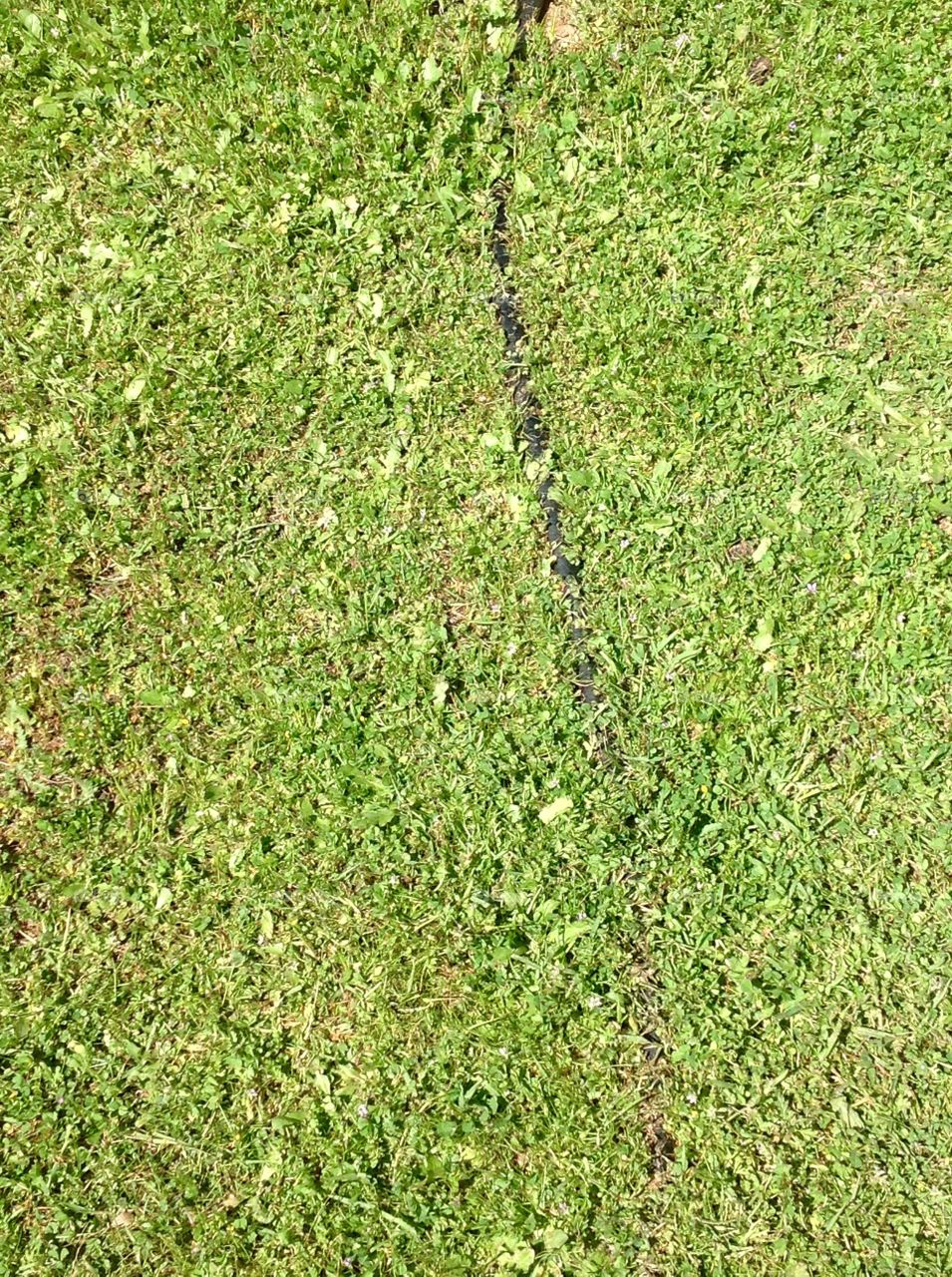 Green grass with water hose hidden