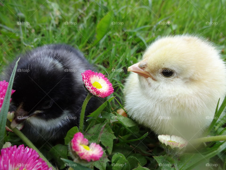 Two baby chicks on grass