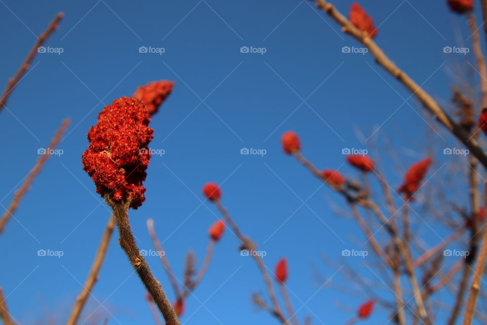 Bright red Sumac trees blossoms in winter blue sky background