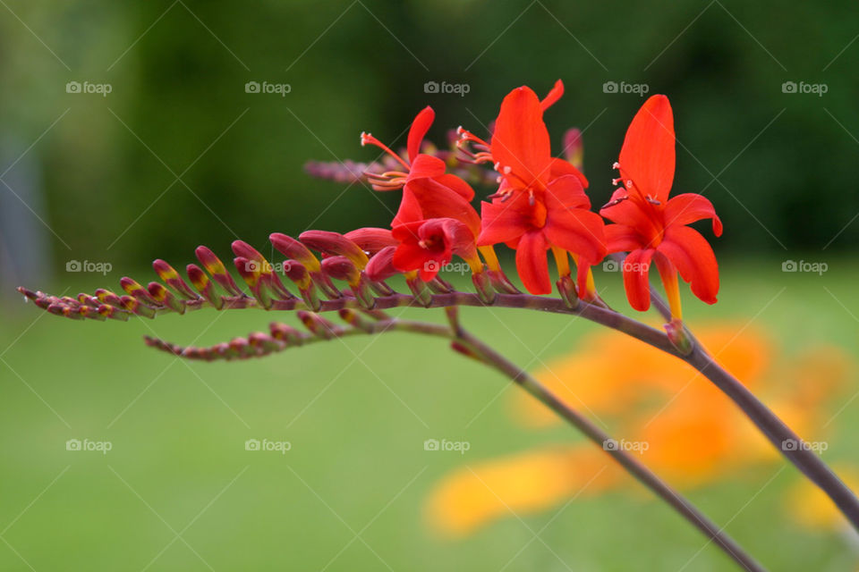 Close-up of a crocosmia