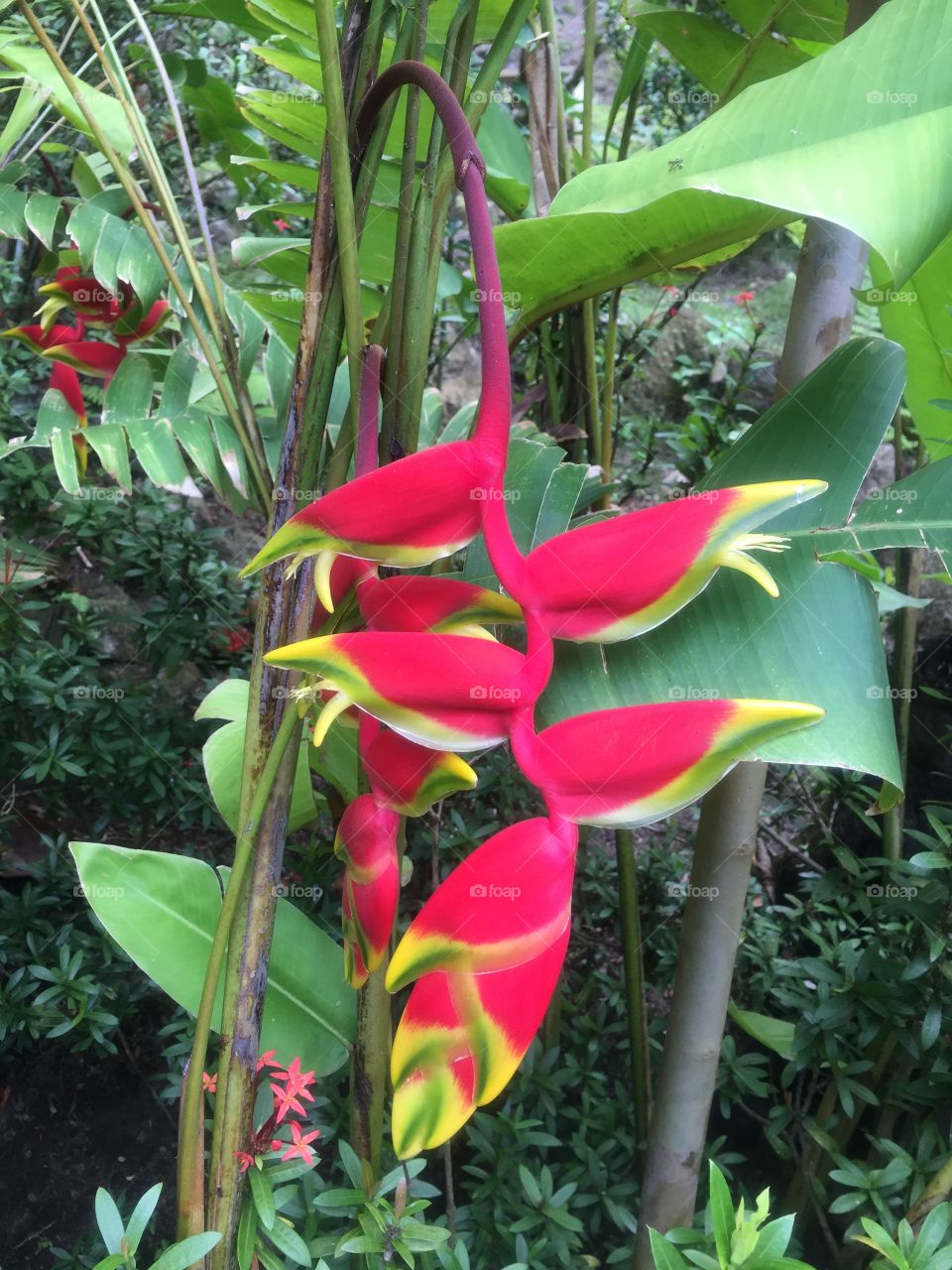 Beautiful exotic flower 