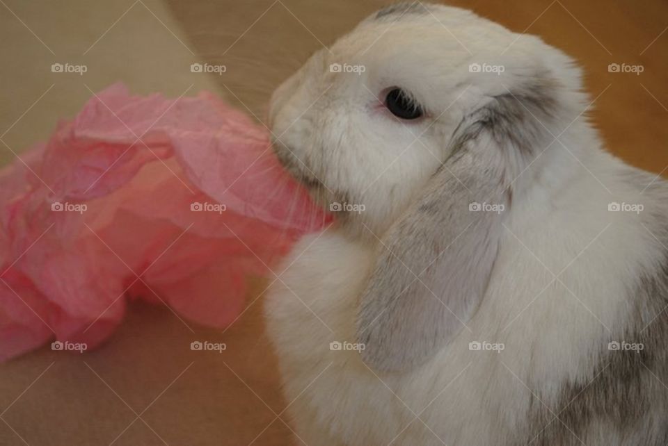 Rabbit and tissue paper
