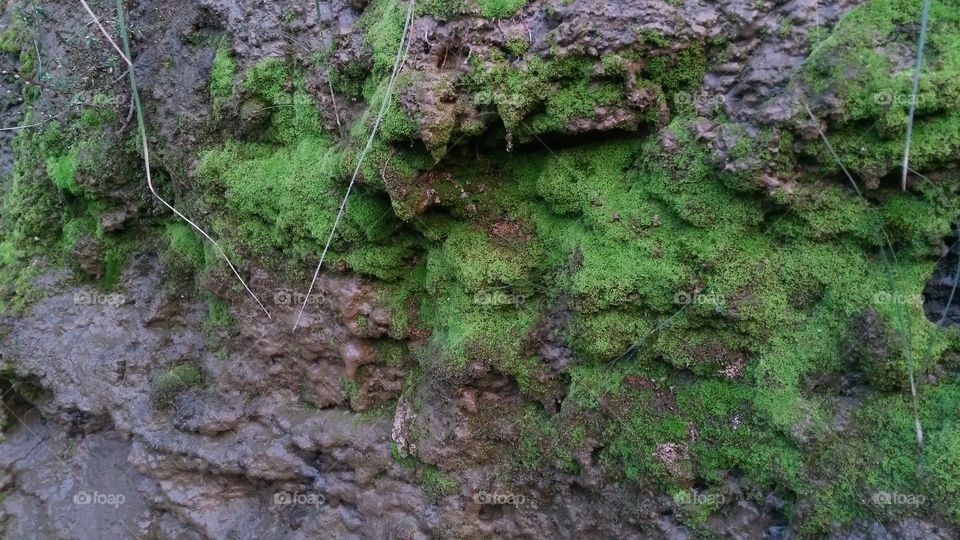 A beautiful scene of valley Moss on the valley edge.
