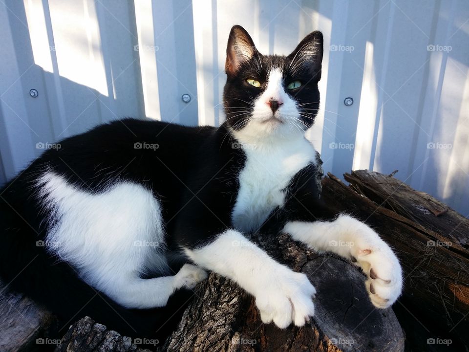 Black and white cat relaxing on a wood pile looking up and kneading his paws with happiness