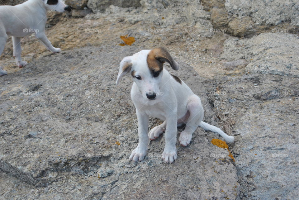 Puppy at the beach