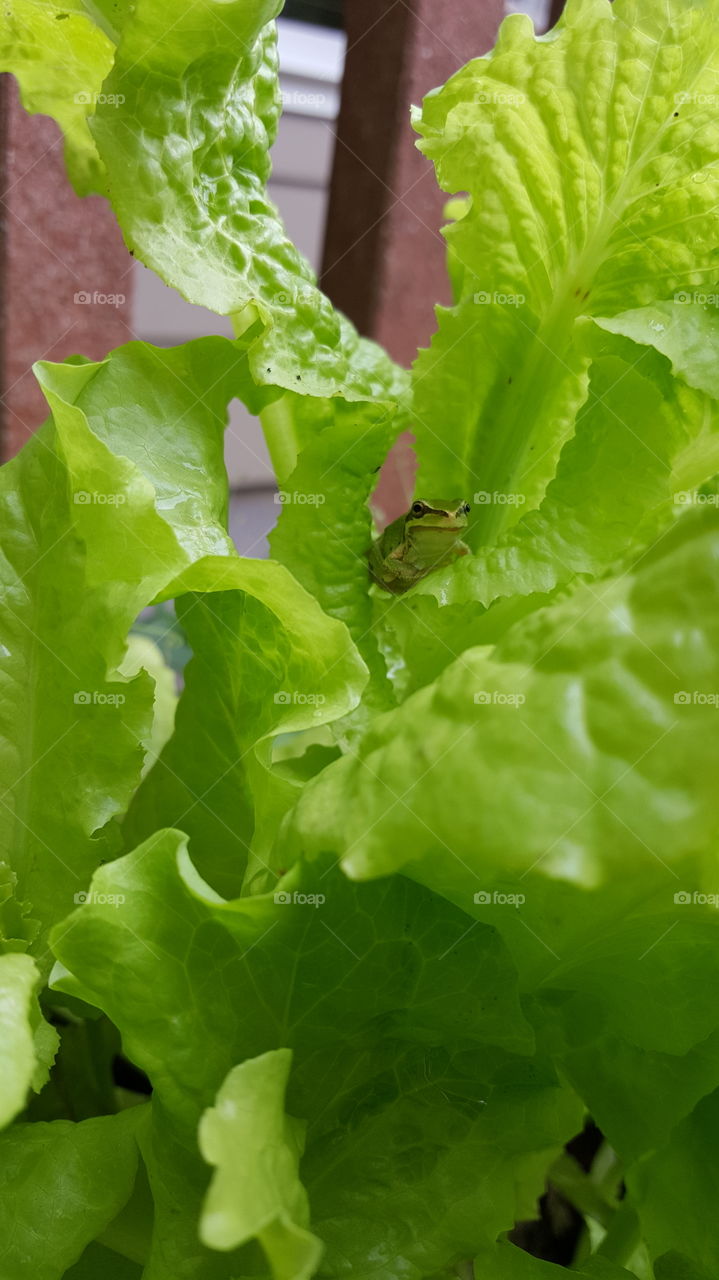 Lettuce see what we can find!
