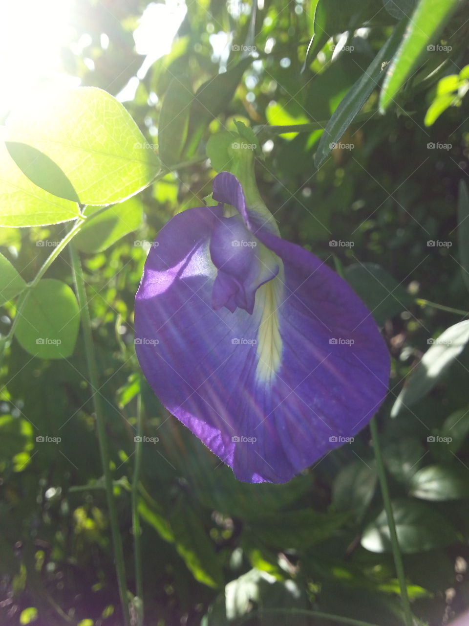 Butterfly pea : Beatiful flower
