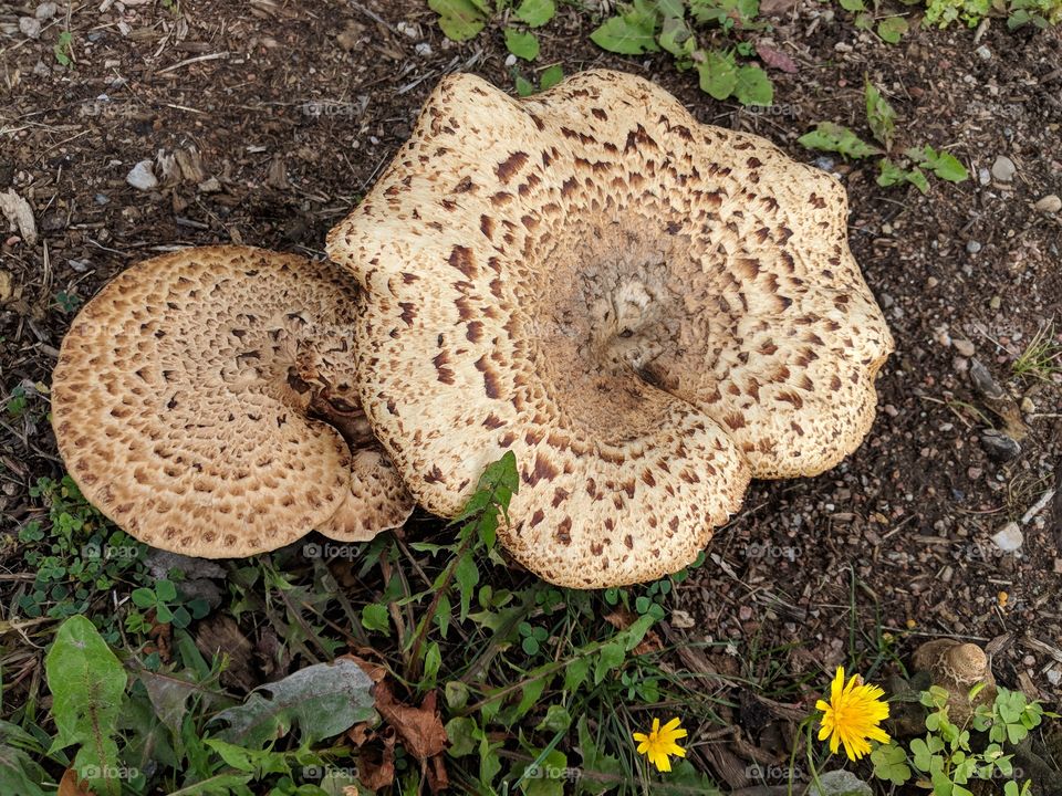 close-up of mushroom formation