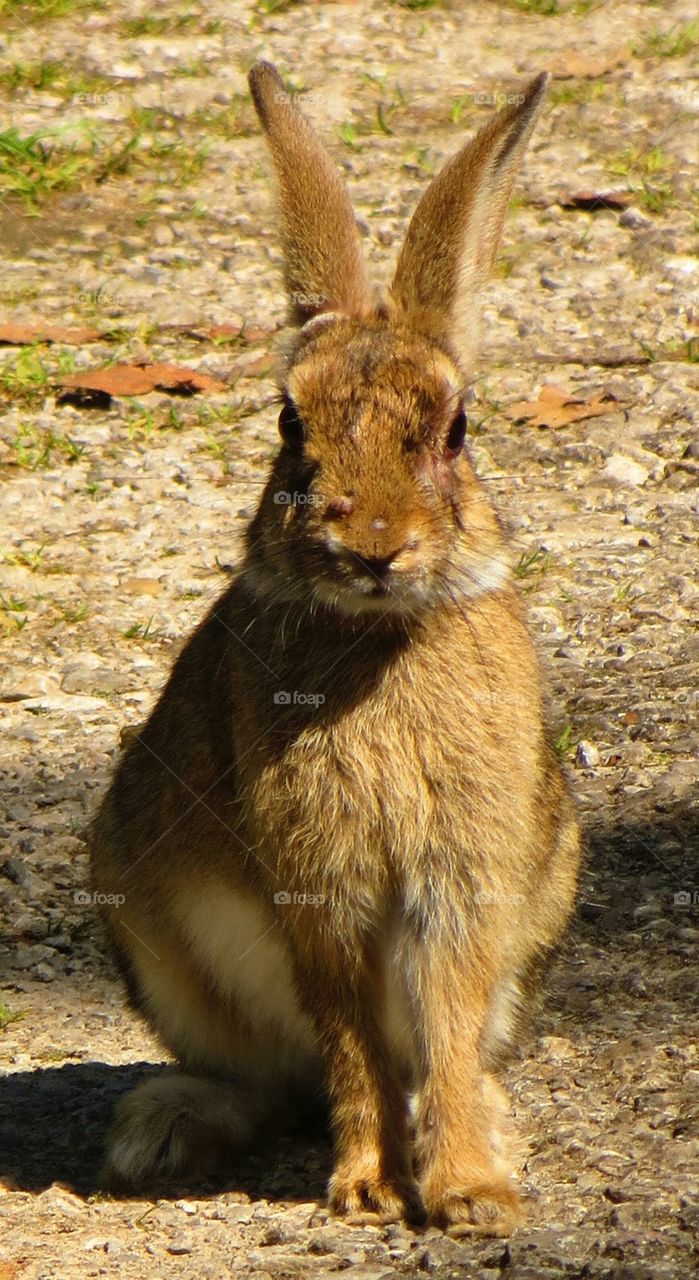 posing rabbit