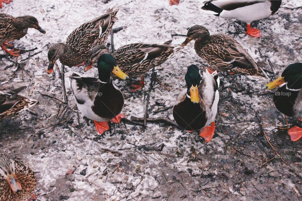 Mallard ducks wanting food 