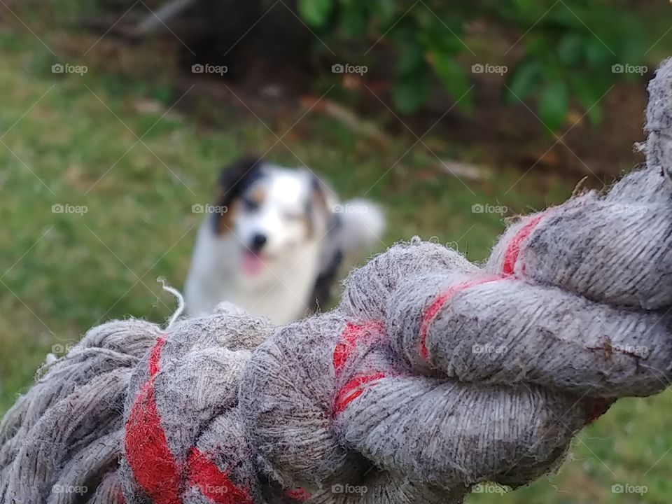 Australian Shepherd eagerly awaiting his rope with red stripes to be thrown for him.