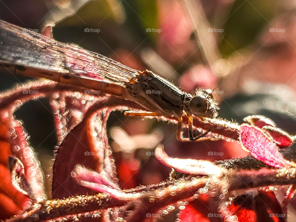 damselfly tan