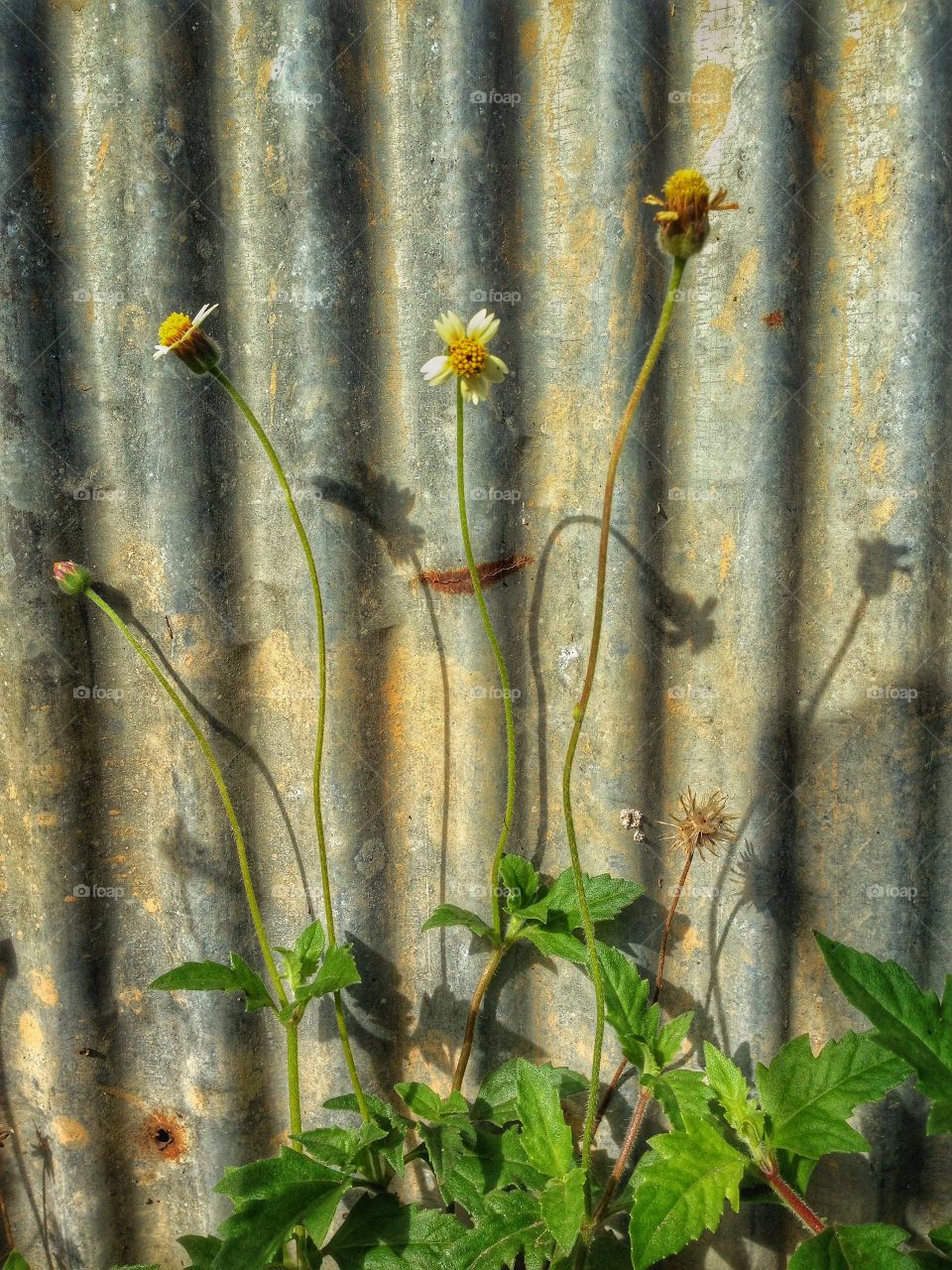 Zinc flower