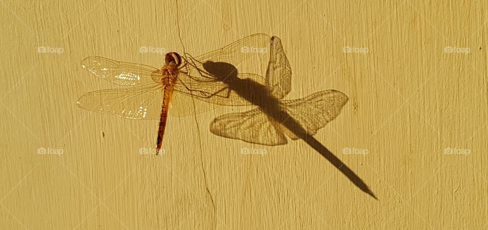 Bandarlampung, Indonesia, 2020. a dragonfly sunbathing in the morning accompanied by his shadow. on August 2020