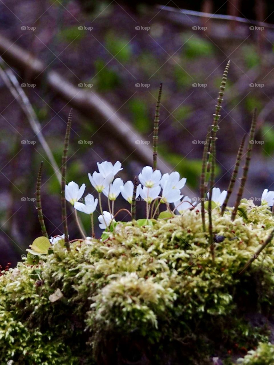Forest in the evening