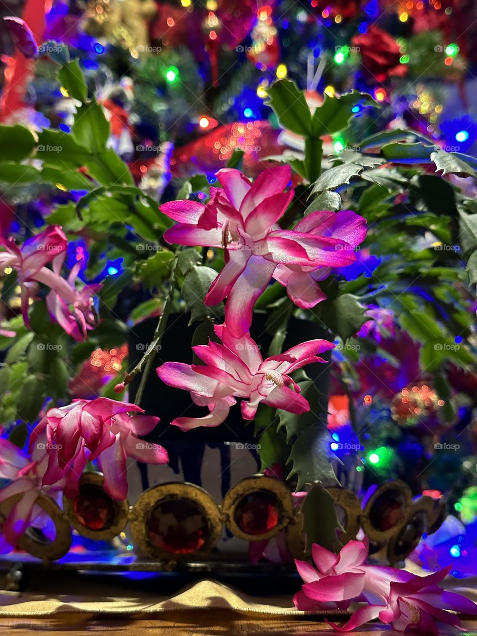 Plants of the Year! - The Christmas cactus is a long-lasting holiday plant that flowers in winter with colorful, tubular flowers in pink or lilac colors. They are also long-lived and can live up to 50 years or more. 