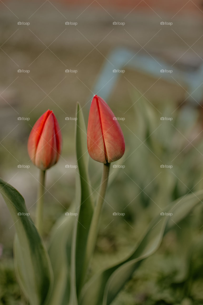 Tulip
