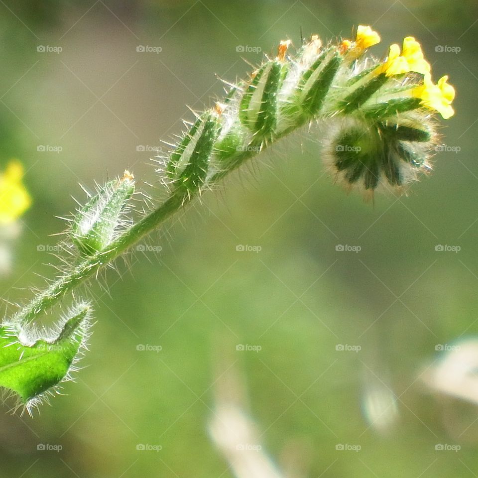 Close-up, single shoot of green curly desert plant flowering with yellow. Blurry shades of green background.
