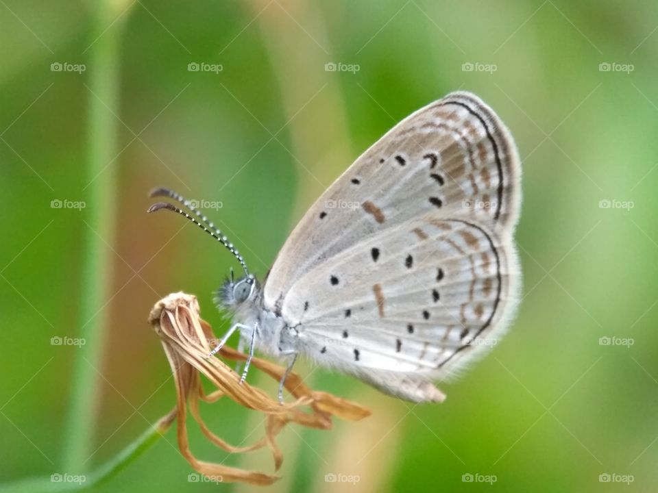 mini butterfly i