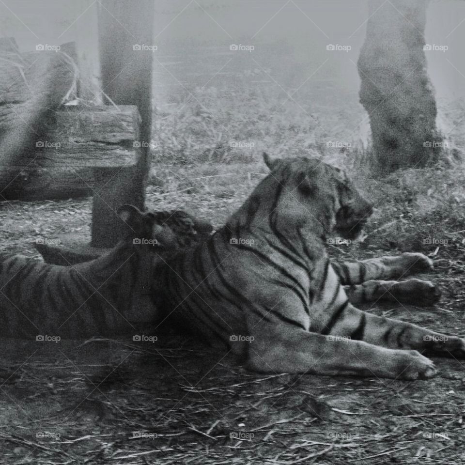 tiger family, rest.