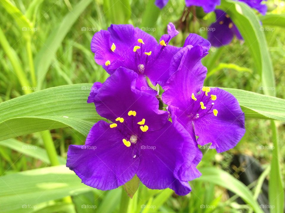 Wildflower walk