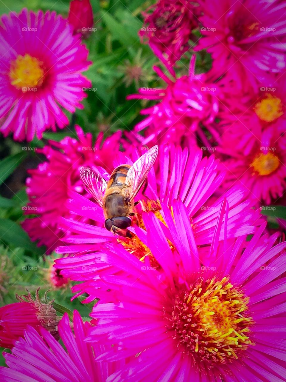 English honey bee collecting pollen 
