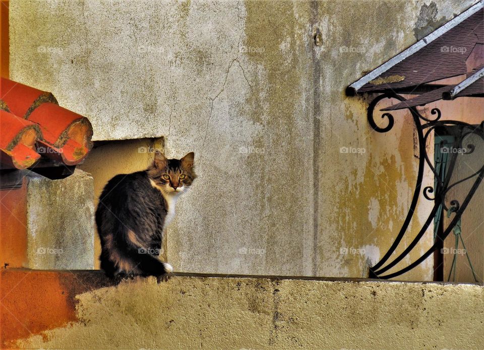 Cat on a wall