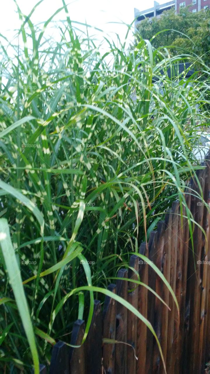Grass, Flora, Leaf, Field, Agriculture