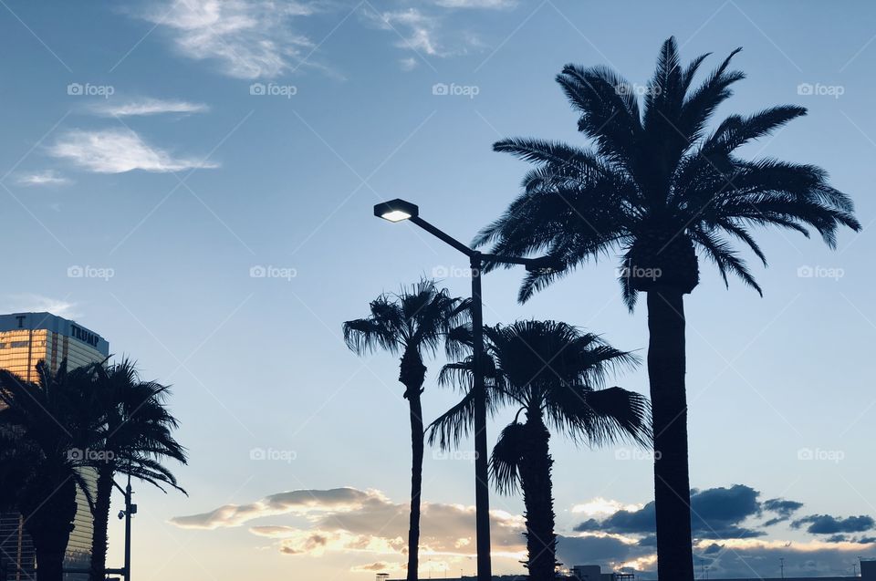 Palm Trees and Trump International in Las Vegas 