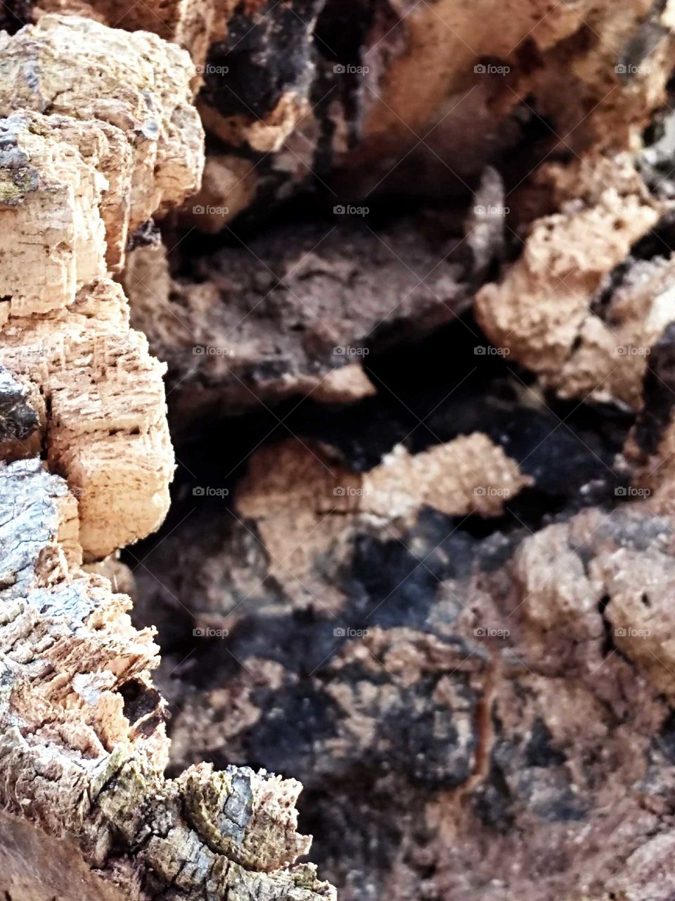 beautiful close-up of a tree stump