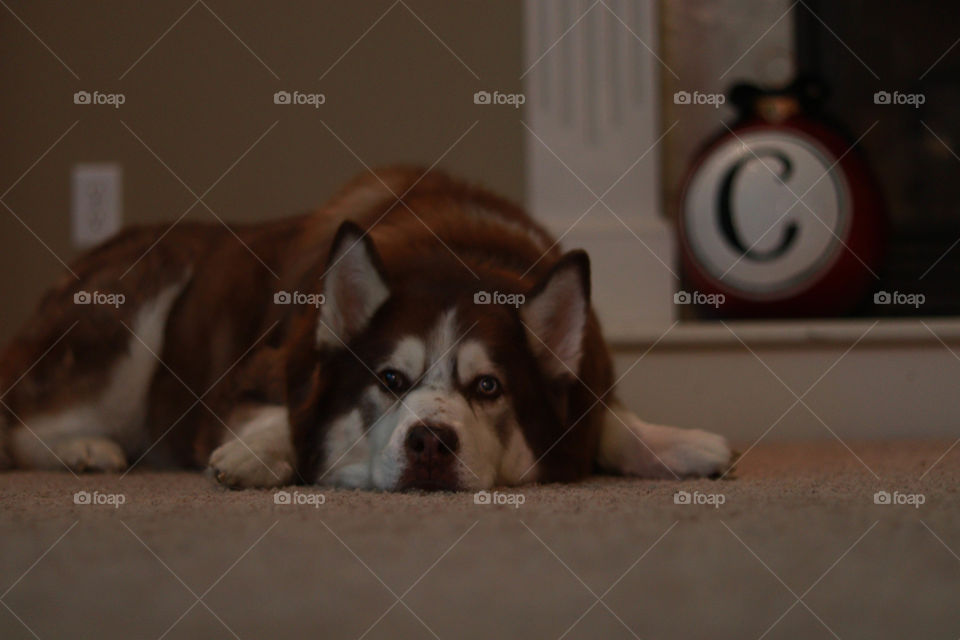 husky laying on the floor