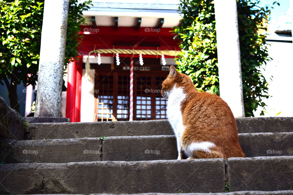 A Cat and torii gate of Shinto shrine