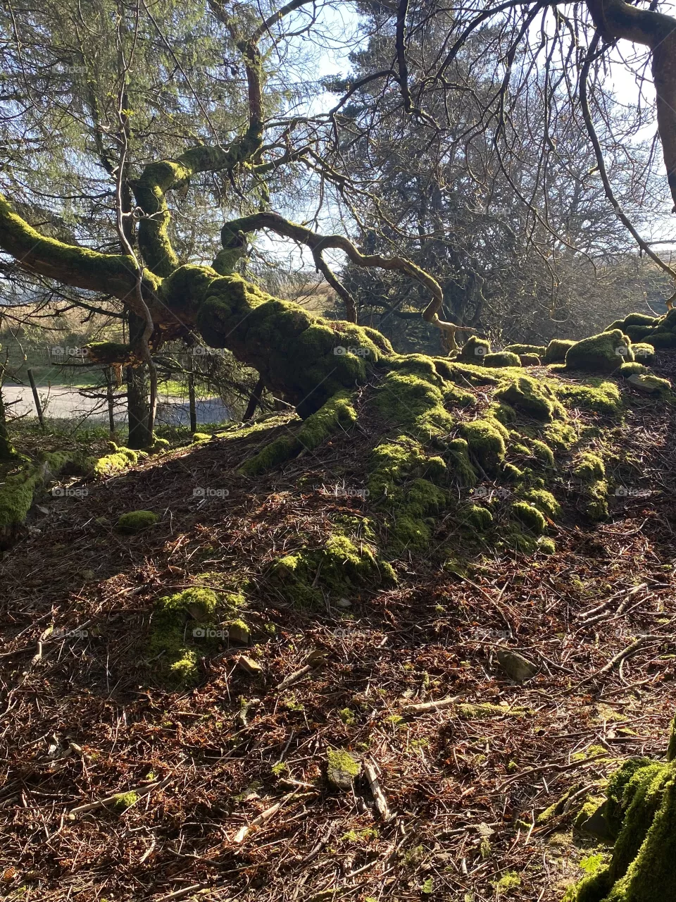 Fallen tree. 