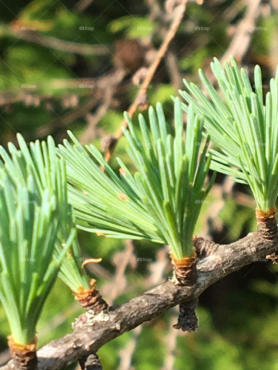 Evergreen brush leaves 