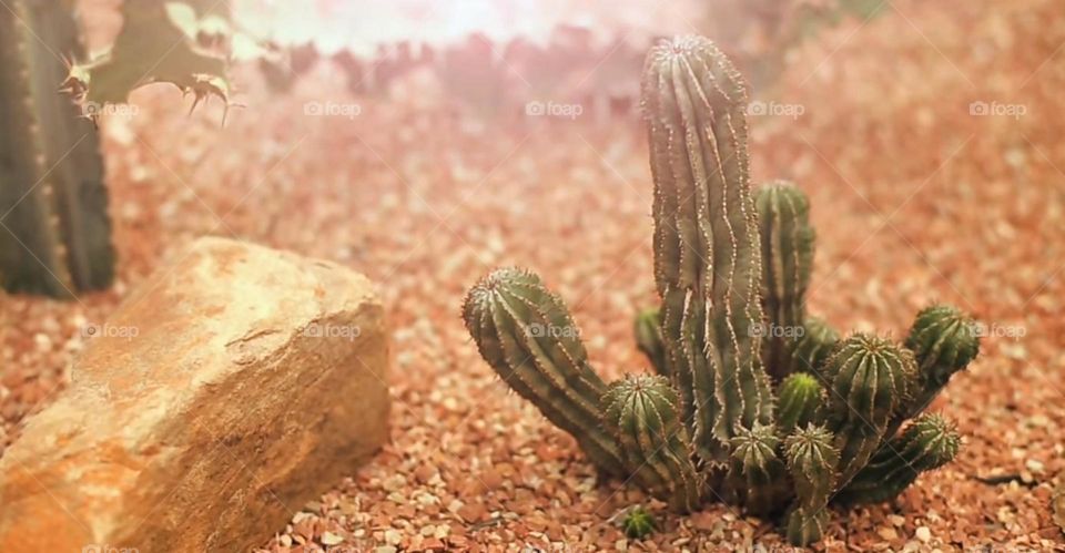 plants desert spicy Morocco